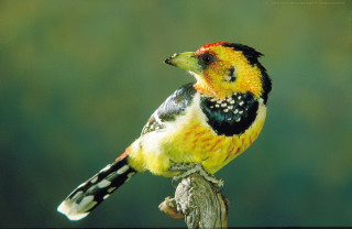 Colorful bird perched branch green - a green background and a blurry background behind free wallpaper