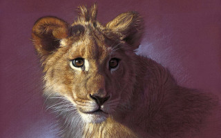 Lion cub closeup purple background - alison kinnaird free wallpaper
