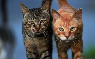 Two cats walking daytime looking - the camera free wallpaper