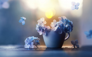Blue vase flowers butterfly table - a blue vase free wallpaper