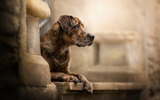 Dog ledge window light portrait - a ledge free wallpaper