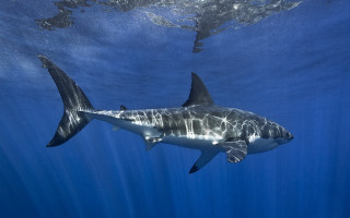 Great white shark camera mounting - a great white shark swimming in the ocean free wallpaper
