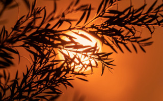 Sun bamboo autumn leaves blurry - a sun free wallpaper