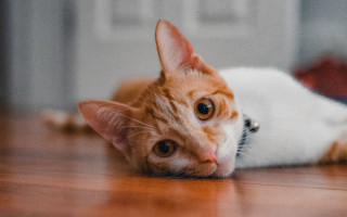 Sad cat floor eye blurry - a sad look free wallpaper