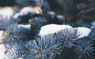 Pine snow branches shallow depth - a close up of a pine tree free wallpaper