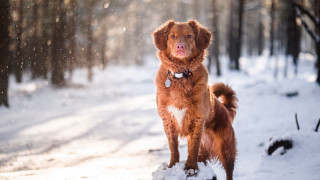 Dog snow wooded area aurora - renaissance free wallpaper