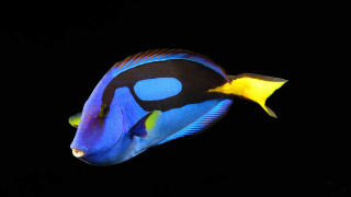 Blue yellow fish hologram water - fish free wallpaper