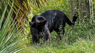 Black leopard tallgrass bamboo forest - wild free wallpaper
