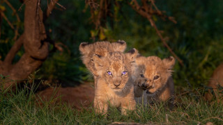 Lion family walking grass outdoors - young free wallpaper