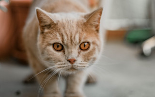 Serious orange eye black cat - serious free wallpaper