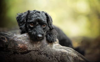 Black dog sitting tree branch - background free wallpaper