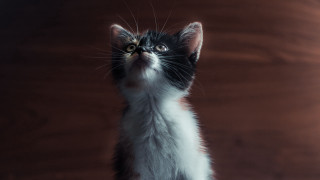 Kitten looking up wooden wall - a small kitten free wallpaper