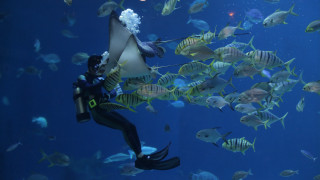 Diving man fish aquarium bubble - fish free wallpaper