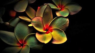 Yellow red flowers black background - rich free wallpaper