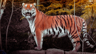 Tiger forest rock person furry - a tiger free wallpaper