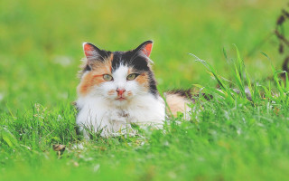 Sad cat in grass outdoors - the grass free wallpaper
