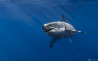 Shark fish ocean white shark - a shark swimming in the ocean free wallpaper