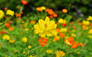 Yellow orange flower field blurry - chang daichien free wallpaper
