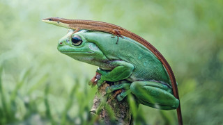 Green frog branch grass blurry - a green frog free wallpaper