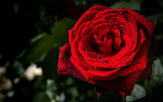 Red rose water droplets bokeh - a red rose free wallpaper