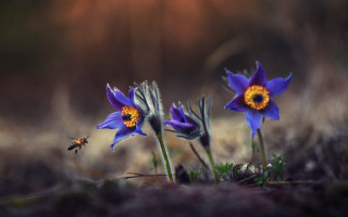 Purple flower bee grass sunny - a bee free wallpaper