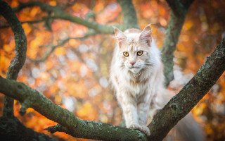 Cat autumn leaves blurry background - a blurry background of leaves free wallpaper