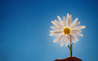 Person holding flower blue sky - a person holding free wallpaper