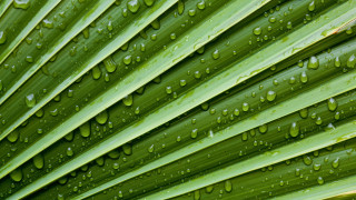 Green leaf water drops macro 46 - a green leaf free wallpaper
