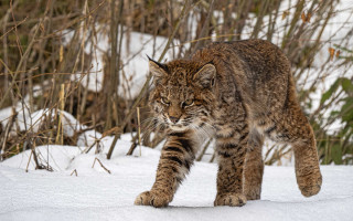 Cat snow bushes trees nature - naturalism free wallpaper