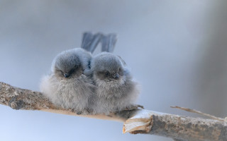 Birds branch snow microscopic realistic - a branch together free wallpaper
