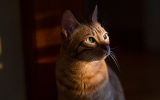 Cat upward lighting blurry background - a portrait free wallpaper