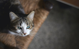 Blue eyed cat serious chair - a serious look free wallpaper