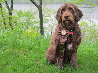 Dog sitting grass ribbon medal - a lake in the background free wallpaper