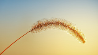 Sunflower sunset gradient 3d render - octane renderer free wallpaper