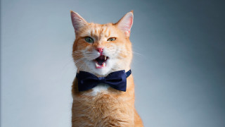 Orange cat surprised bowtie shiba - its neck free wallpaper