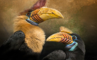 Birds beaks primitivism photorealistic digital - primitivism free wallpaper