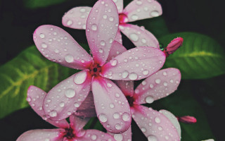 Flowers water droplets green leaves 2 - a close up of a bunch free wallpaper