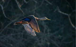 Duck flying trees blurry backlighting - arie smit free wallpaper