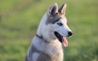 Husky blue eyes collar grassy - a husky dog free wallpaper