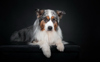 Dog laying black background renaissance - a black surface free wallpaper