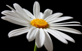 White flower yellow center green 14 - a green stem in the foreground free wallpaper
