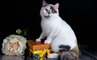 Cat box flower table carlos - cloisonnism free wallpaper for desktop