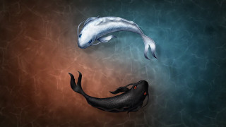 Fish couple floating pool surrealism - a fish free wallpaper