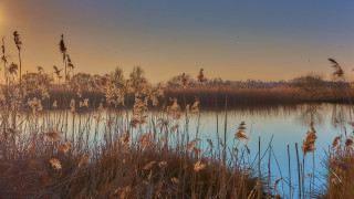 Lake trees birds sunset grass - a few bird free wallpaper