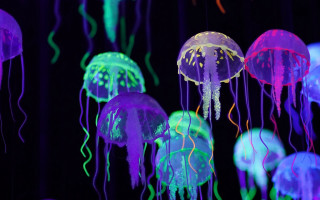 Jellyfish glow night bioluminescence hologram - bruce munro free wallpaper