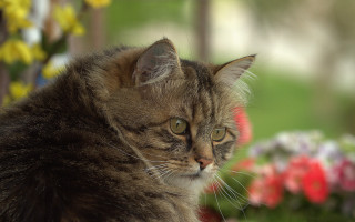 Cat flowerpot bokeh blurry background - video art free wallpaper