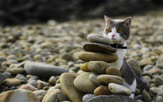 Cat rocks black collar symmetrical - a statue free wallpaper