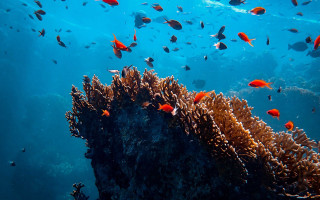 Coral reef fish underwater blue - a large group of fish swimming over a coral reef in the ocean free wallpaper