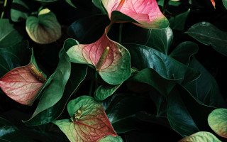 Plant red green leaves flowers - a close up of a plant free wallpaper