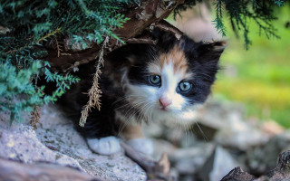 Kitten branch forest rocks grass - bela čikoš sesija free wallpaper